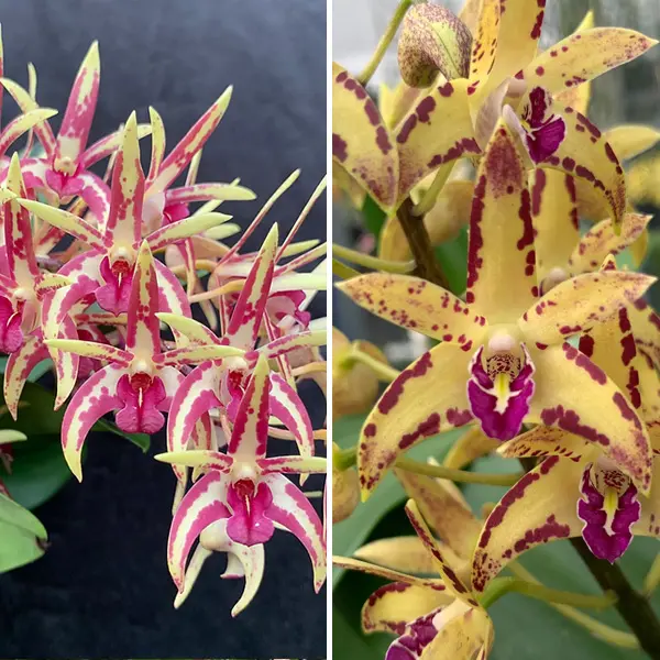 Dendrobium Hildas Artist Crimson Lake Hcc Aoc X Brimbank Cosmic Cobber Journey