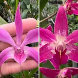 Dendrobium Orchid Aussie Angel Bernie X Flinder Grant Garrett Lpodoraafg - Garden Express Australia