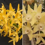 Dendrobium Orchid Australian Goldrush Hulk Am Oscov X Dunokayla Mogo Lpodoragd - Garden Express Australia