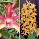 Dendrobium Orchid Autumn Journey X Cosmic Gold Sandy Fcc Aoc Lpodorajc - Garden Express Australia