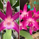 Dendrobium Orchid Brimbank You Beauty Deiter X Aus Rose Beauty Pink Delight Lpodorbya - Garden Express Australia