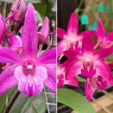 Dendrobium Orchid Brinawa Charm Lucky Toy X Australian Rose Beauty Pink Delight Hcc Aoc Lpodorbca - Garden Express Australia