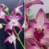 Dendrobium Orchid Class Windsor Down Hcc Aoc X Australian Rosy Cheeks Julie Lpodorcwr - Garden Express Australia
