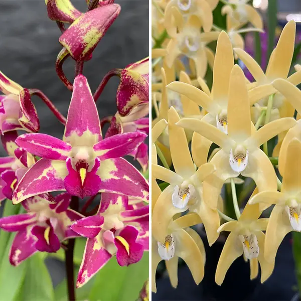 Dendrobium Orchid Cobber Lavender And Lime X Dunokayla Peach Am/aoc