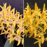 Dendrobium Orchid Cosmic Gold Plenty Pepper X Australian Goldrush Hulk Am Oscov Lpodorcgg - Garden Express Australia