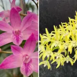 Dendrobium Orchid Esme Poulton Tinonee X Spec Palmerston Mist Debbie Anne Lpodoreps - Garden Express Australia