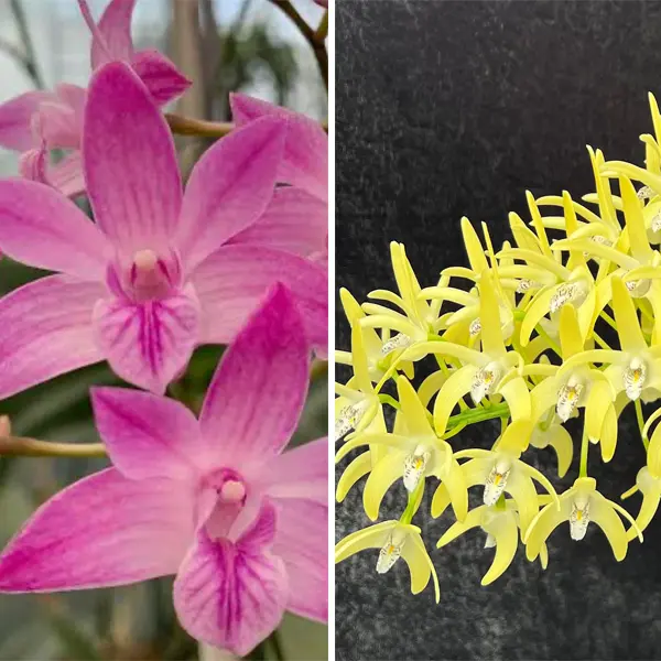 Dendrobium Orchid Esme Poulton Tinonee X Spec. Palmerston Mist Debbie Anne