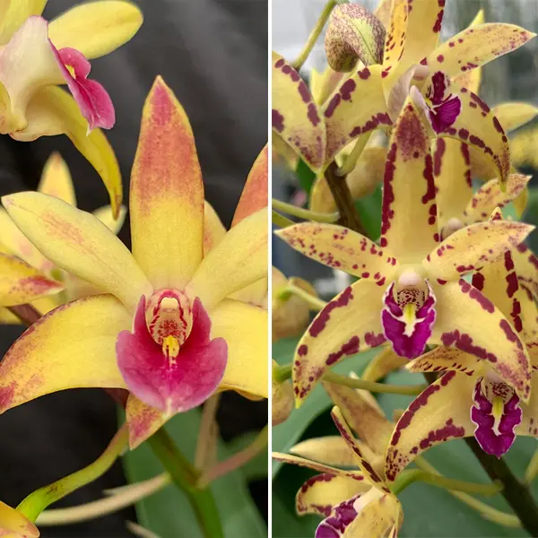 Dendrobium Orchid Goldberg Opulent X Brimbank Cosmic Cobber Journey