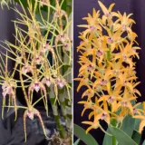 Dendrobium Orchid Hilda Poxon Joan Martin Hcc Aoc X Cosmic Gold Sandy Fcc Aoc Lpodorhpc - Garden Express Australia