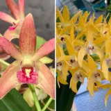 Dendrobium Orchid Jazz Greta X Cosmic Gold Vicki Lpodorjcg - Garden Express Australia