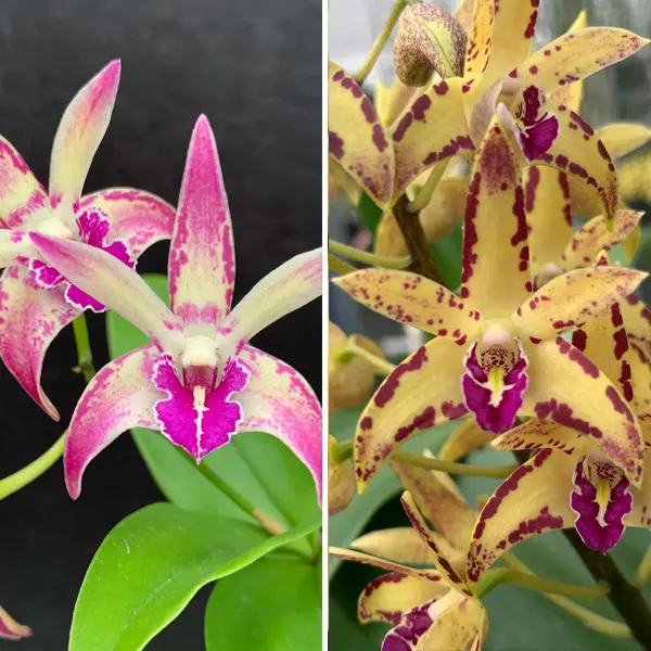 Dendrobium Orchid Kings Sentidos #2 X Brimbank Cosmic Cobber Journey
