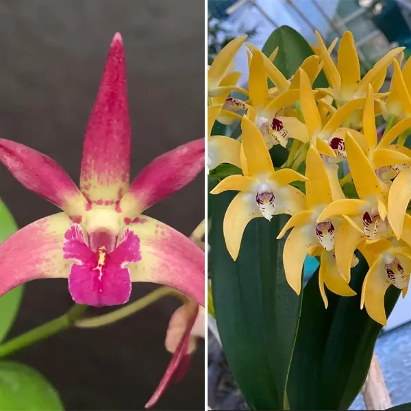 Dendrobium Orchid Kings Sentidos Haos Best X Cosmic Gold Vicki