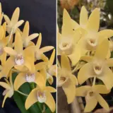 Dendrobium Orchid Wallagoot Journey X Dunokayla Mogo Lpodorwjd - Garden Express Australia