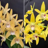 Dendrobium Orchid Wallagoot Journey X Goldenex Journey Lpodorwjg - Garden Express Australia