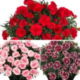 Dianthus Sunflor Collection Coldiasfc - Garden Express Australia