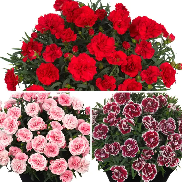 Dianthus Sunflor Collection