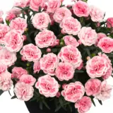 Dianthus Sunflor Orinoco P68diasor - Garden Express Australia