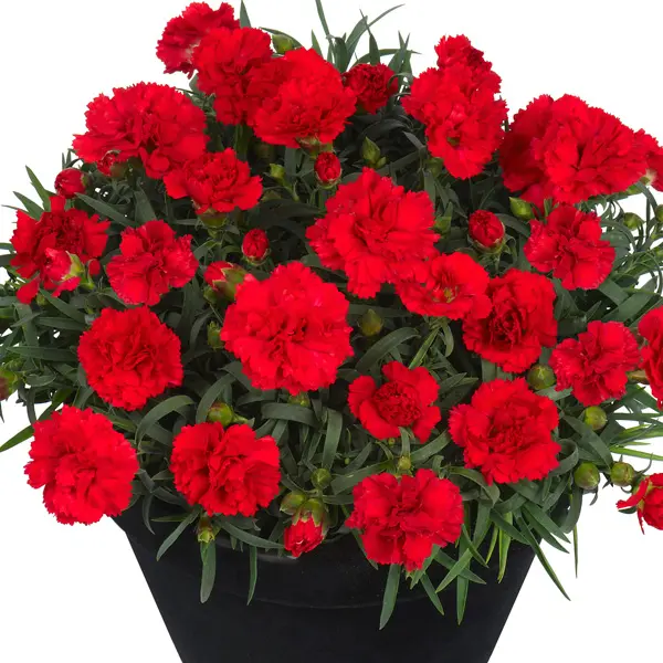 Dianthus Sunflor Red Allura