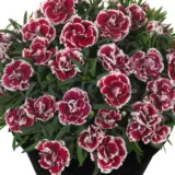 Dianthus Sunflor Sofia P68diasso - Garden Express Australia
