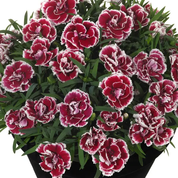 Dianthus Sunflor Sofia