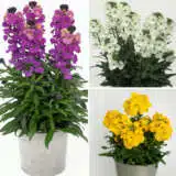 Erysimum Brightside Collection Colerycol - Garden Express Australia