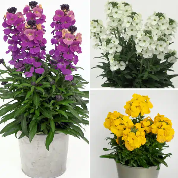 Erysimum Brightside Collection Erysimum Brightside Collection