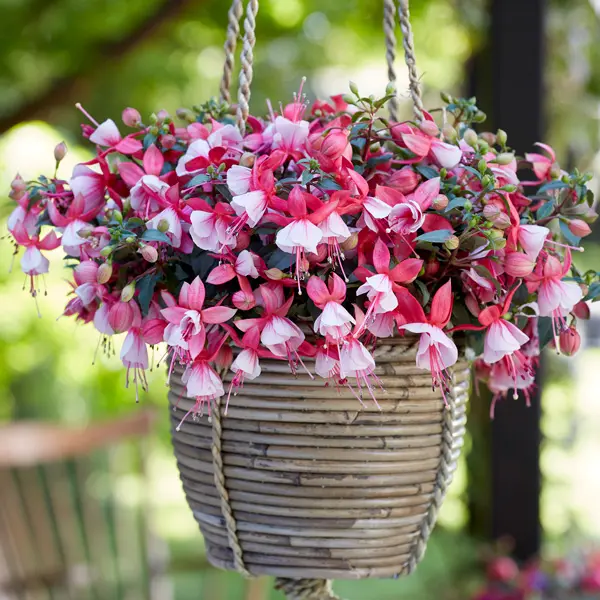 Fuchsia Bella Hilda