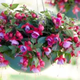 Fuchsia Bella Lydia Fuchsia Bella Lydia