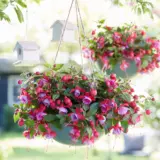 Fuchsia Bella Lydia P68fucbly - Garden Express Australia
