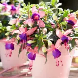 Fuchsia Bella Mariska Fuchsia Bella Mariska