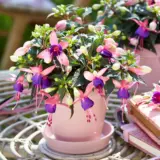 Fuchsia Bella Mariska P68fucbmr - Garden Express Australia