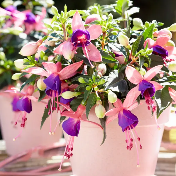 Fuchsia Bella Mariska