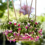 Fuchsia Bella Nora Fuchsia Bella Nora