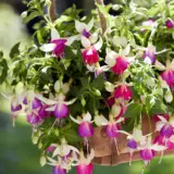 Fuchsia Bella Nora P68fucbno - Garden Express Australia