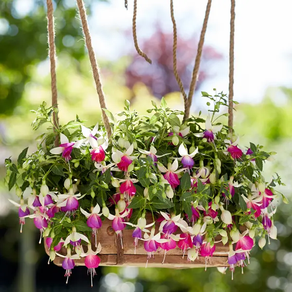 Fuchsia Bella Nora Fuchsia Bella Nora