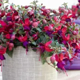 Fuchsia Bella Soila Fuchsia Bella Soila