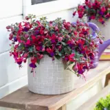 Fuchsia Bella Soila P68fucbsl - Garden Express Australia