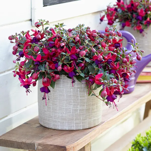 Fuchsia Bella Soila Fuchsia Bella Soila