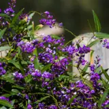 Hardenbergia Purple Spray Lpoharpsp - Garden Express Australia