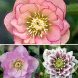 Hellebore Double Collection 2 2025 Colheldc2 - Garden Express Australia