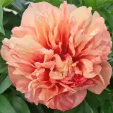 Itoh Peony Danse De Feu Pkitoddf - Garden Express Australia