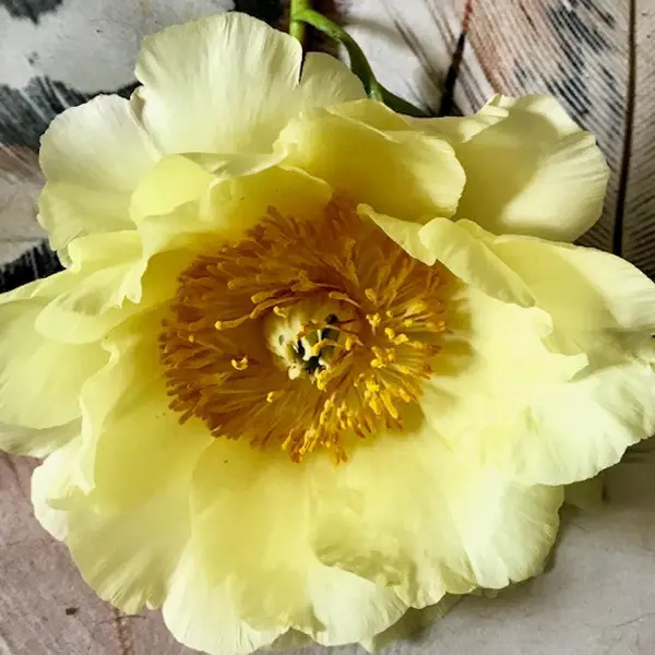 Itoh Peony Yellow Doodle Dandy