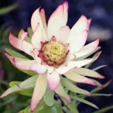Leucadendron Sacred Dream Leucadendron Sacred Dream