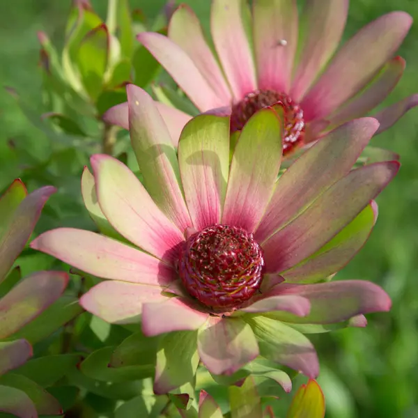 Leucadendron Sacred Dream