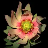 Leucadendron Sacred Wish P10lcdswi - Garden Express Australia