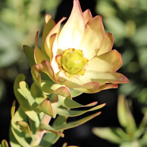 Leucadendron Sacred Wish