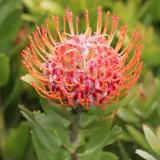 Leucospermum Dancer - Garden Express Australia