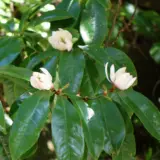 Michelia Bubbles By Daderot Via Wiki Lpomicbub - Garden Express Australia