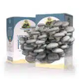 Monster Blue Oyster Mushroom Kit Kitmusmbl - Garden Express Australia