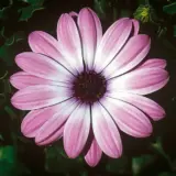 Osteospermum Power Packed Light Pink P68ostlpn - Garden Express Australia
